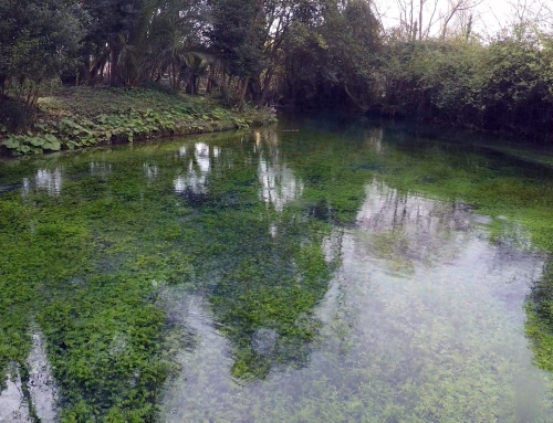 Sorgente fiume Gari – foto drone – 2015